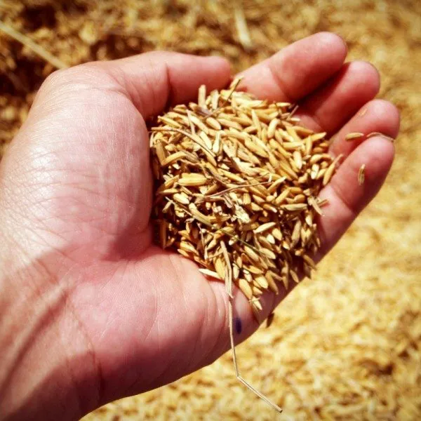 cascarilla de arroz