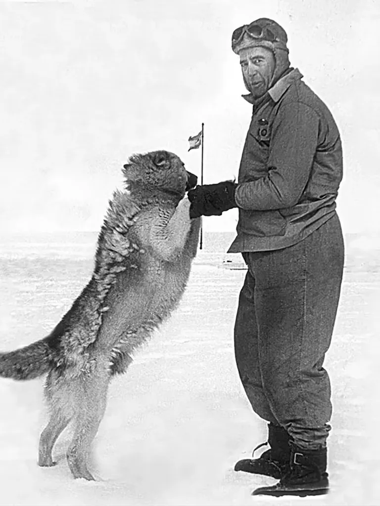 perro polar 1