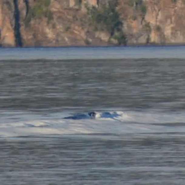 creditomelisareinhold97