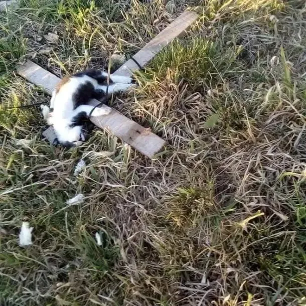 rituales-general-roca