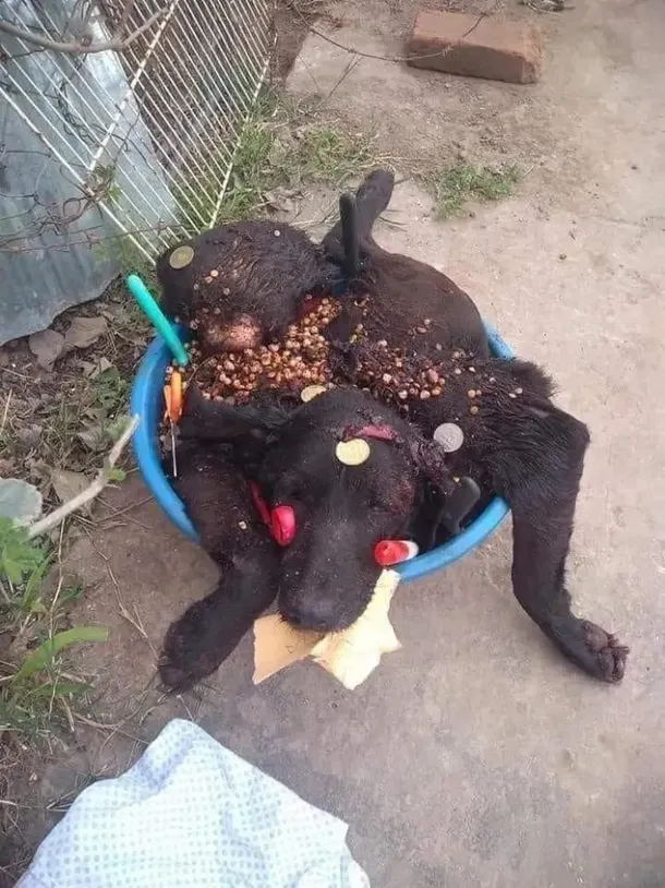 rituales-general-roca (1)