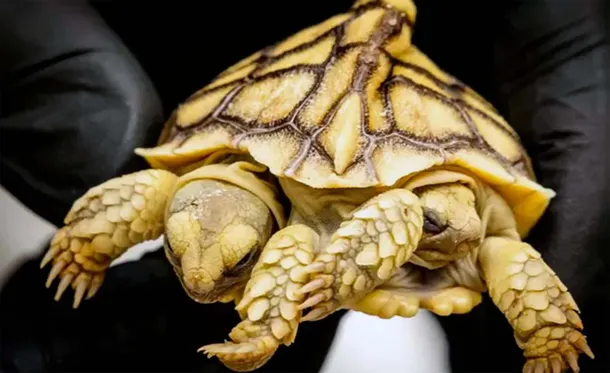 tortuga-paises-bajosjpg