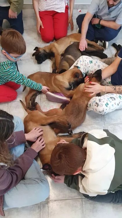 Cachoros Pastor BELGA