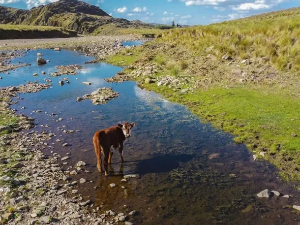 la-carolina-san-luis (3)