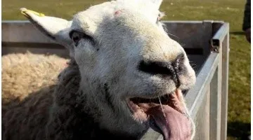 Oveja