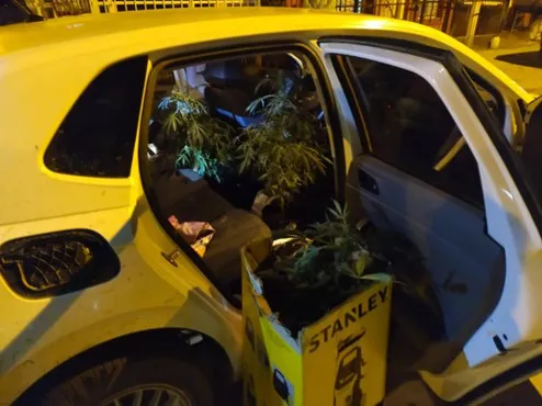 Secuestro Plantas de Marihuana