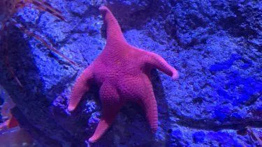 estrella de mar
