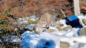 puma_x1x_1_crop1716046845100.jpg_1921028337