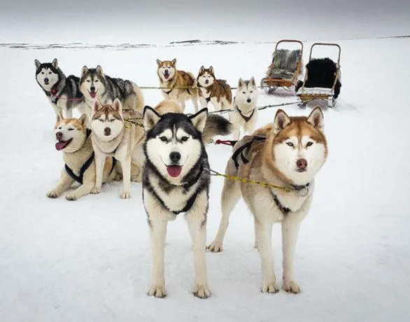 huski siberianos