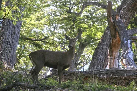 Huemul
