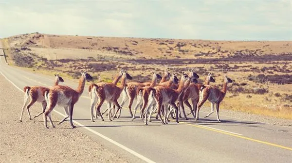 Guanacos Santa Cruz