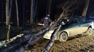 Árbol sobre el auto