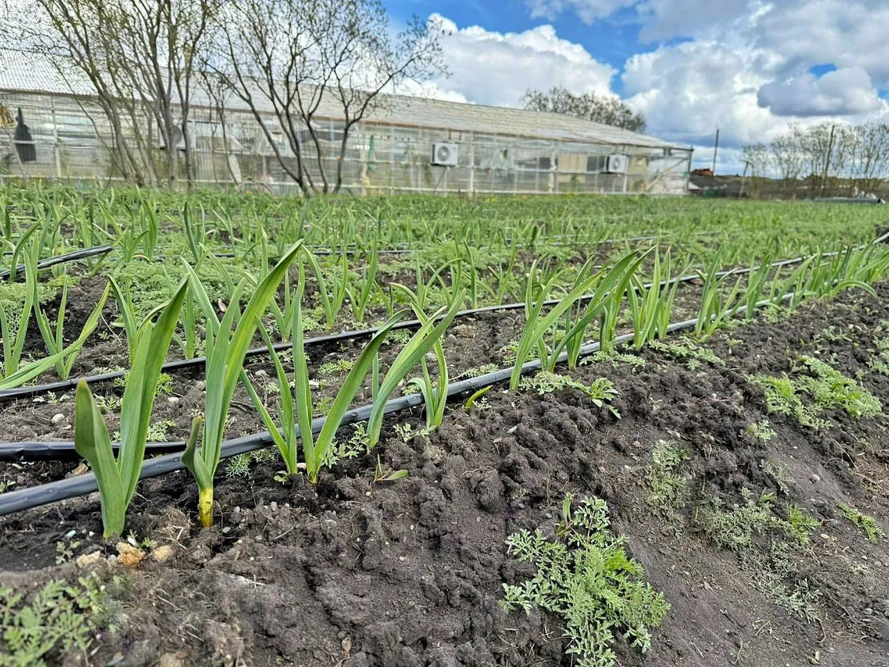 Línea de riego producción ajo violeta