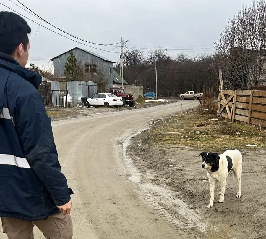 Perros sueltos Ushuaia