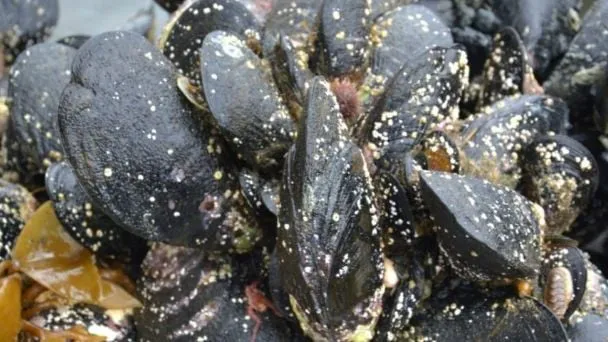 mejillones de cultivo