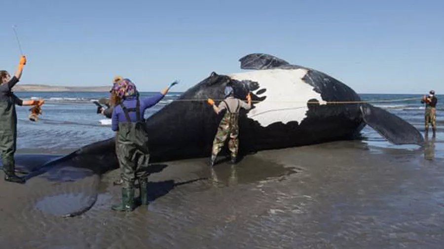 Ballenas muertas Chubut