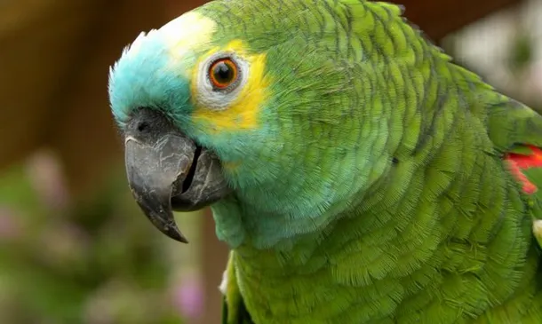 Loro