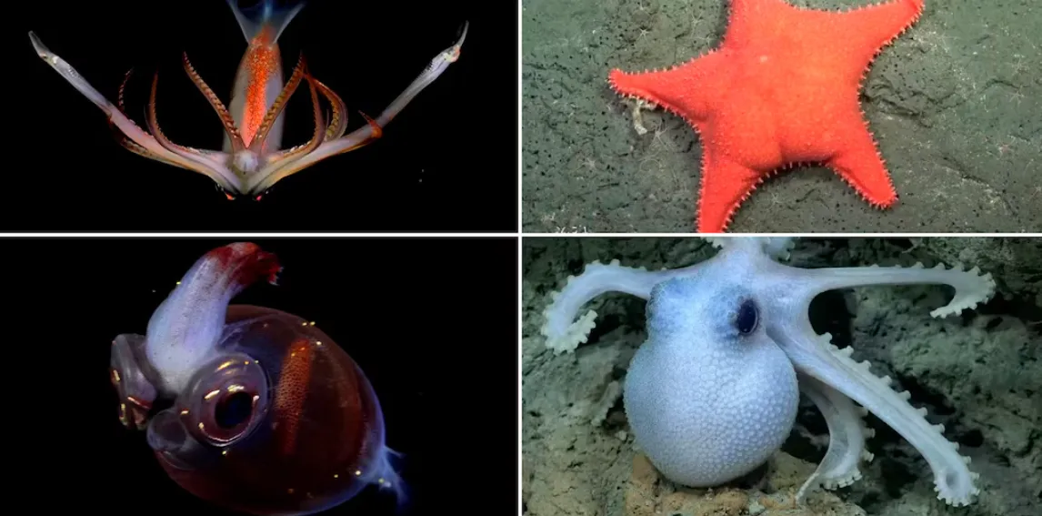 Expedición Cientifica Mar del Plata