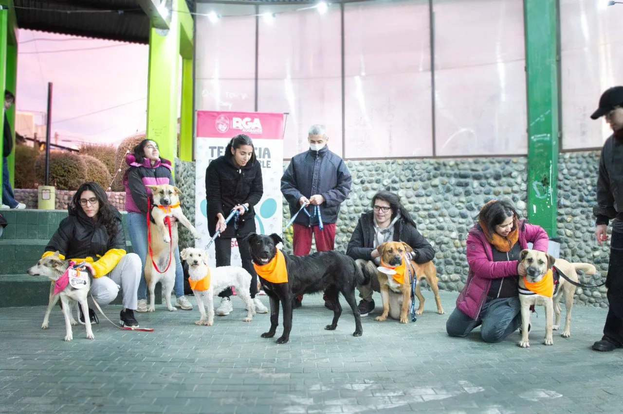 jornada de adopción 