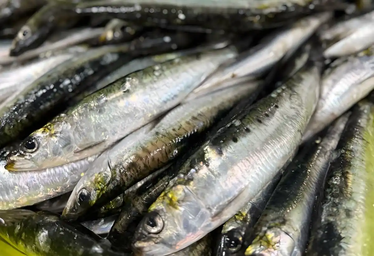 Sardina fueguina