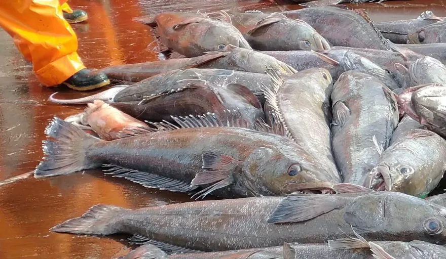 merluza negra