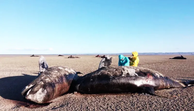 son-al-menos-26-las-orcas-varadas-en-san-sebastian_edbB