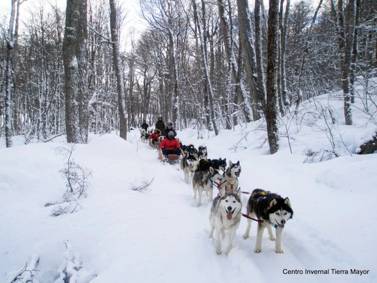 Perros de nieve