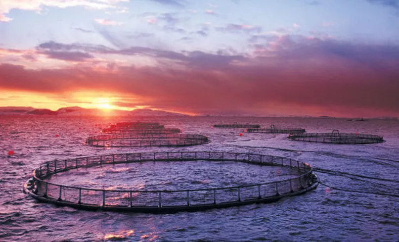 Salmoneras