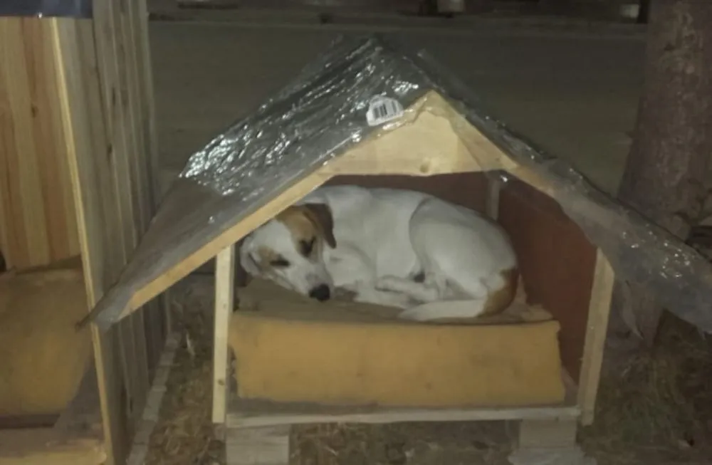 cucha de perro