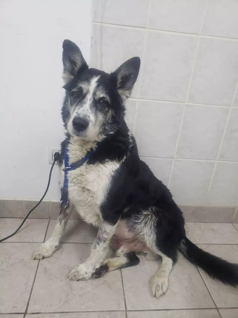 Pepo perro Comisaría Tercera