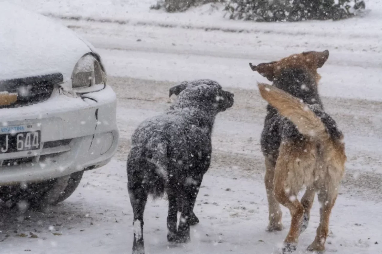 Perro invierno