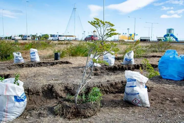 Plantación Minibosque