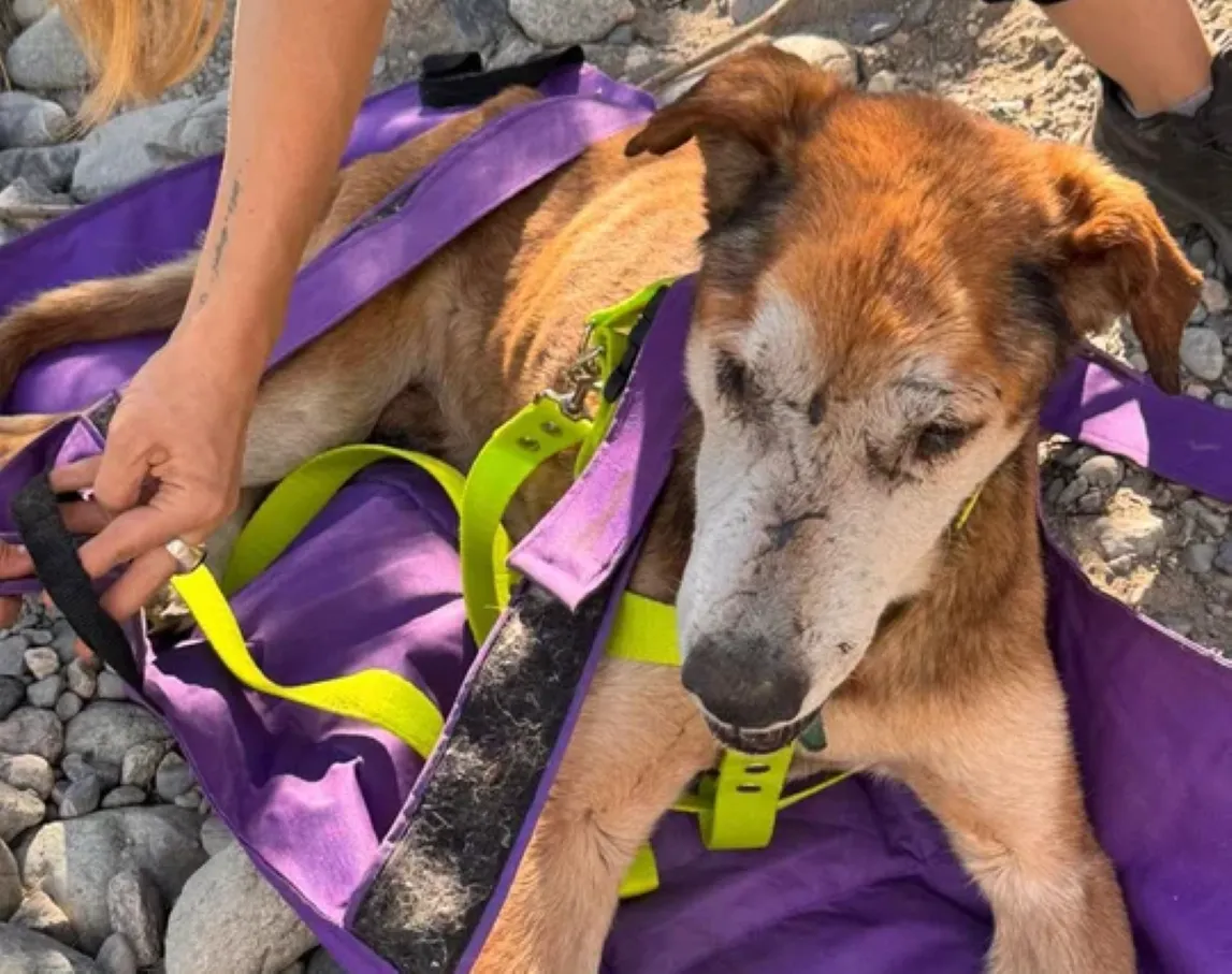 Perrito quemado en El Bolsón