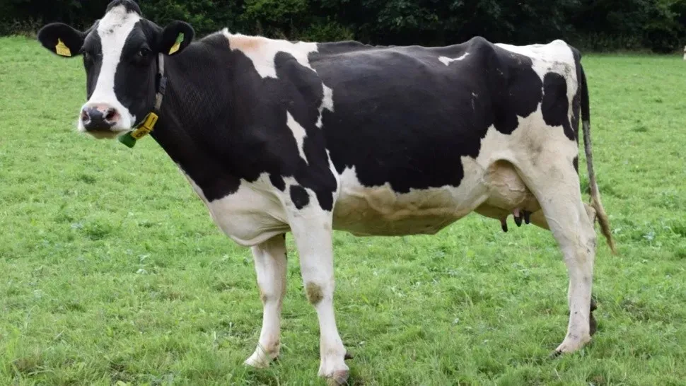 vaca litio