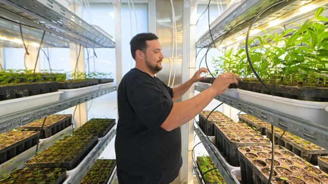 Córdoba arboles autóctonos