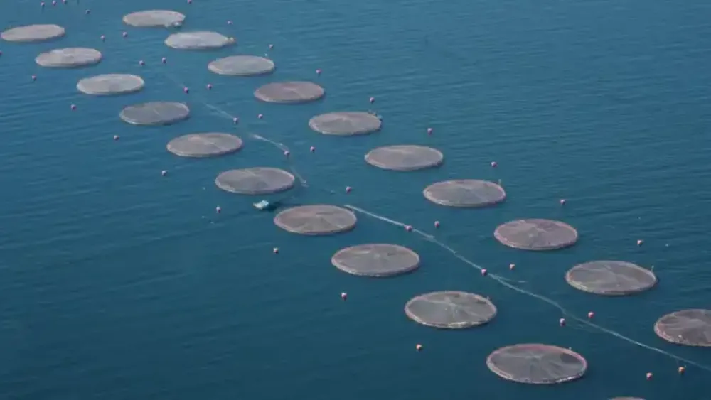 Salmón- Reino Unido Islas Malvinas