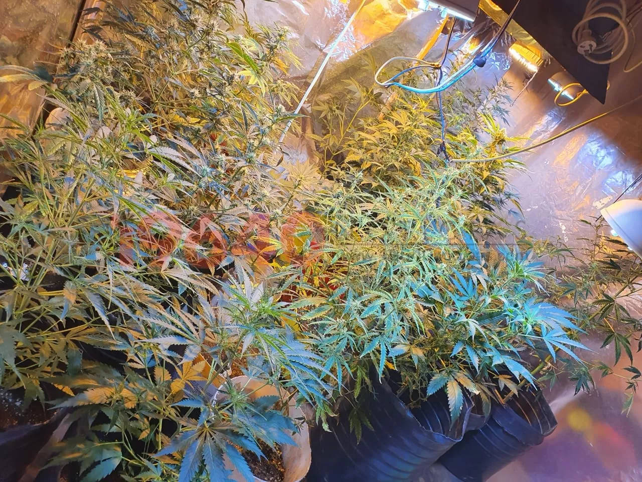 Plantas marihuana Santa Rosa 600 (1)