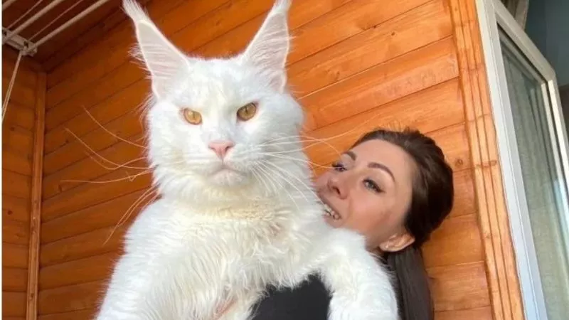 Gato Gigante1