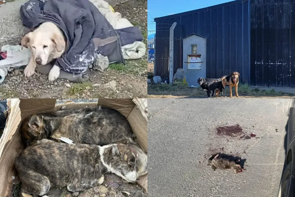 Abandono y maltrato animal