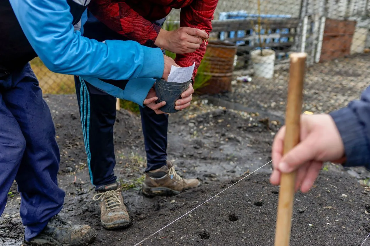 Servicio Penitenciario - INTA cultivo local de ajo violeta