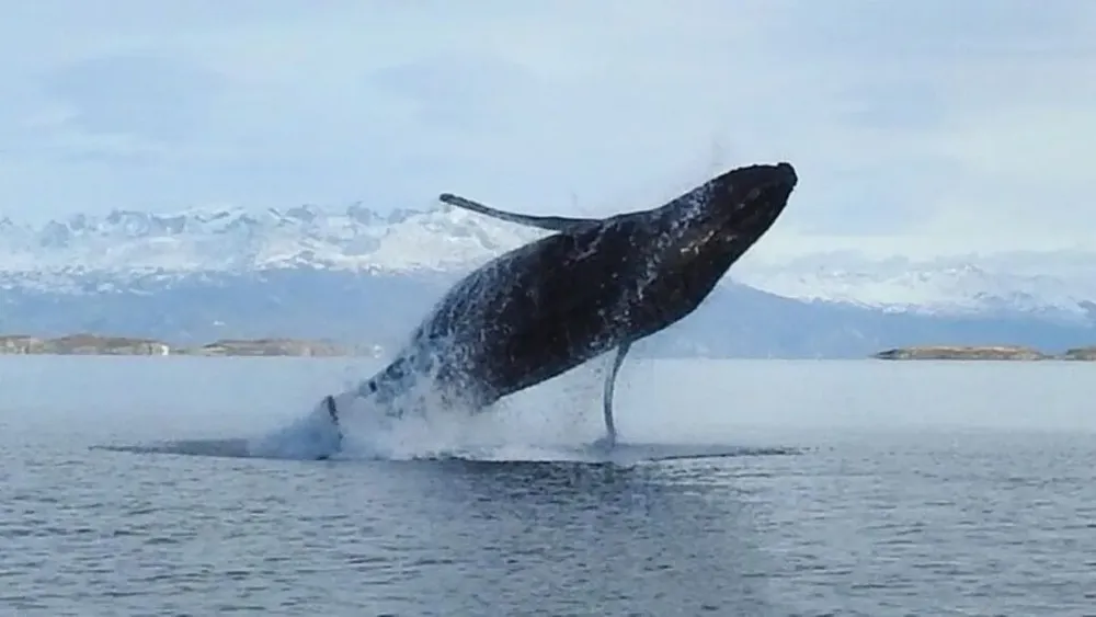 Ballenas en el Beagle