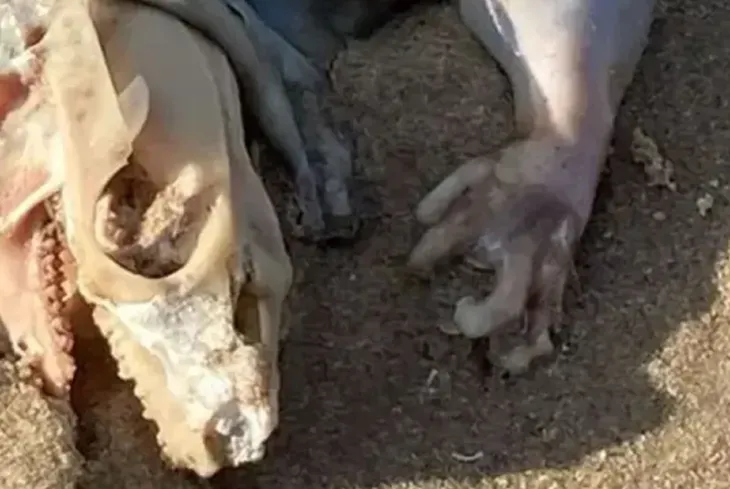 bichopng