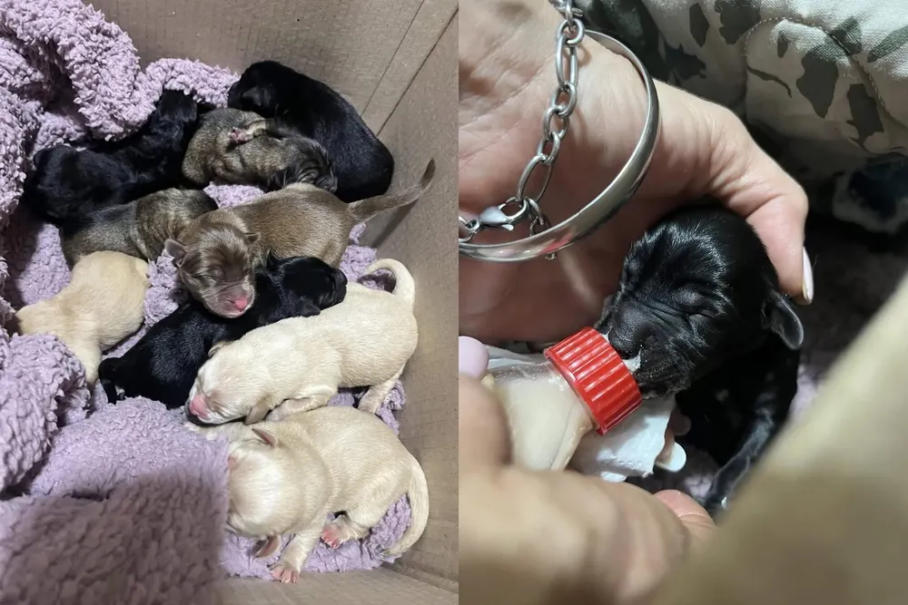 cachorros rescatados