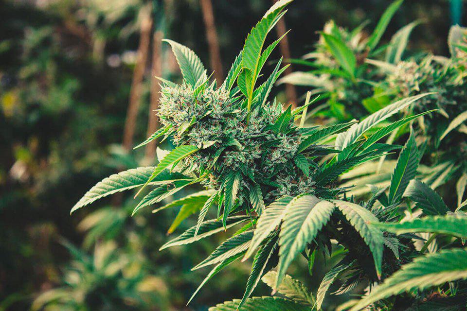 Cultivar marihuana