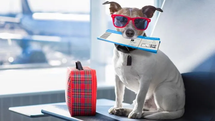 viajes-en-avion-con-mascotas-al-exterior-20220919-1422824