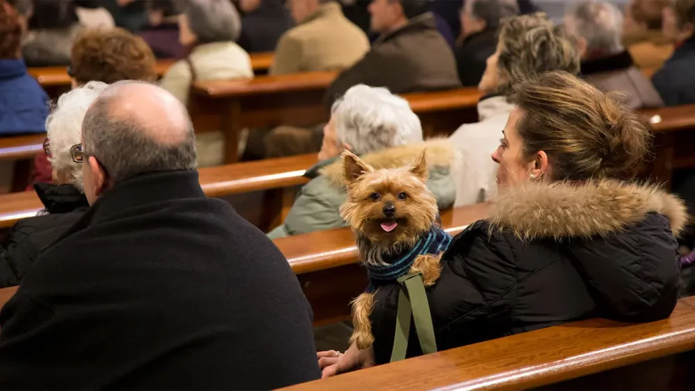 Bendición de mascotas