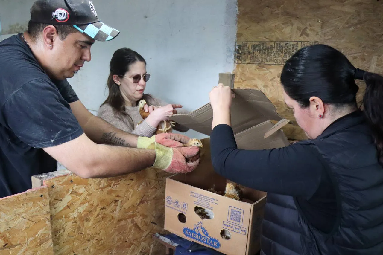 Entrega de aves a productores de Tolhuin