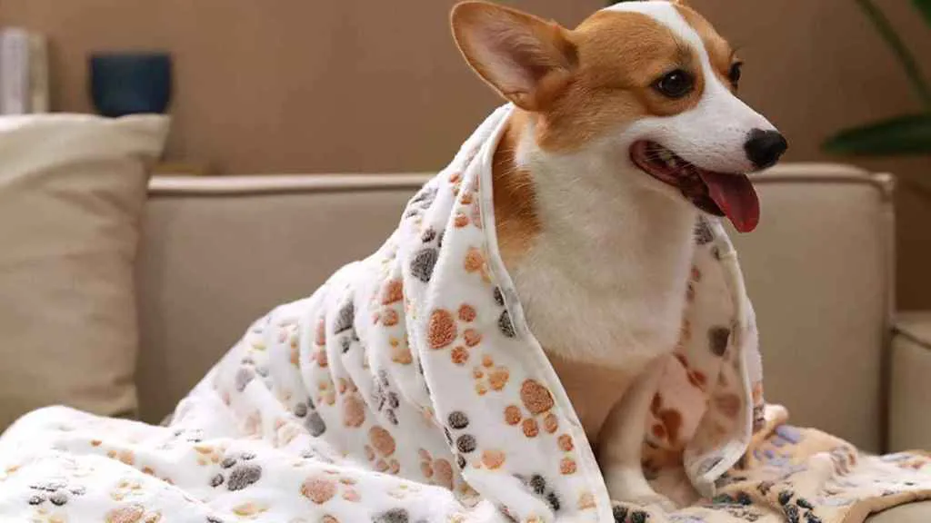 717688730_228637043_1024x576