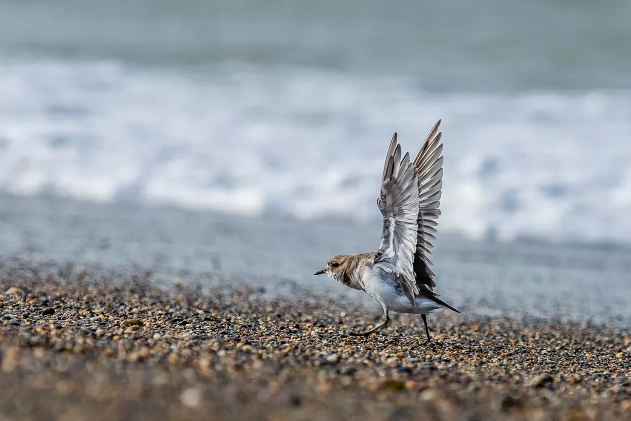 Aves-1