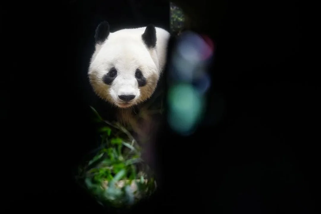 Pandas 